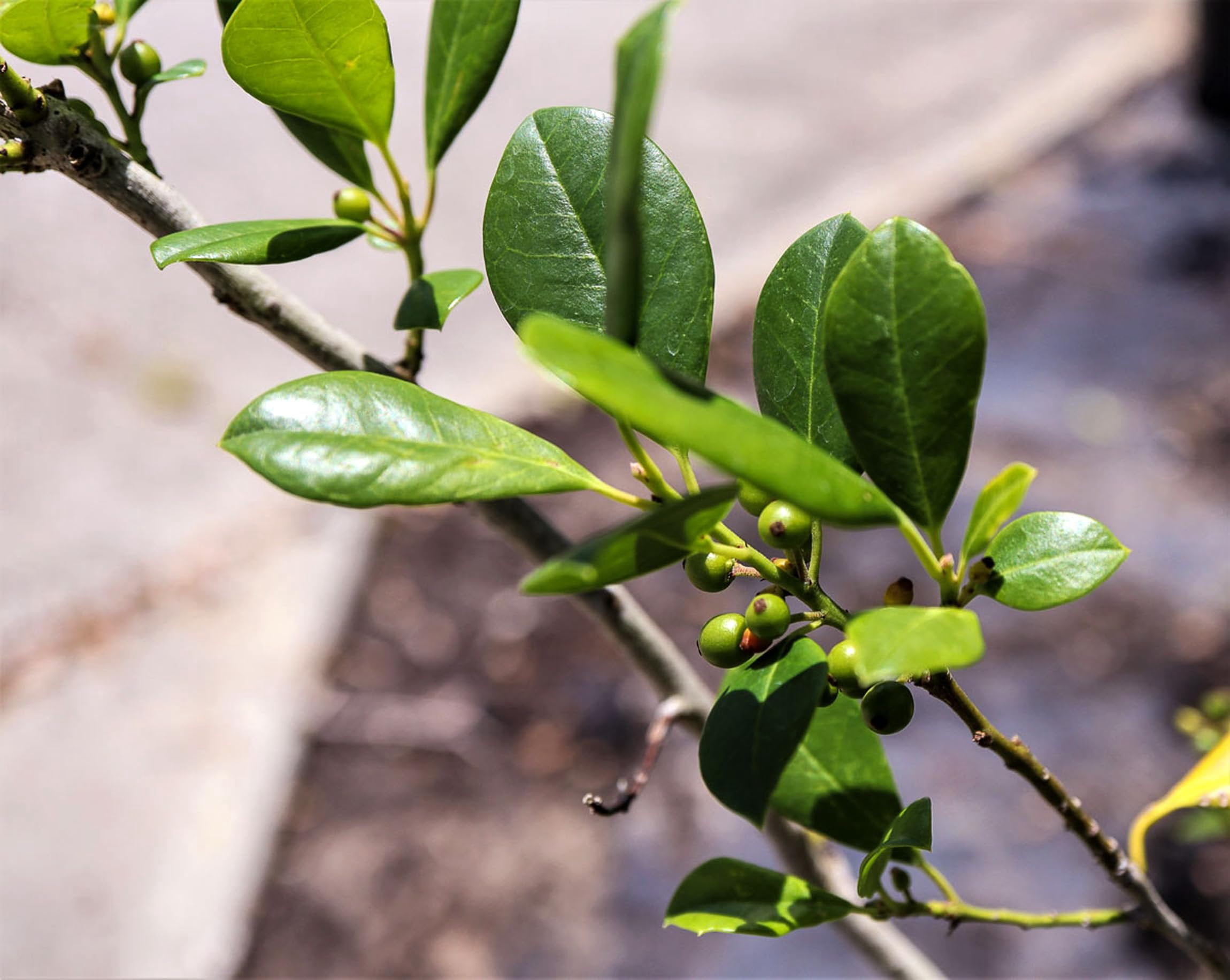 Eagleston Holly Tree  10 Live Plants  Ilex X Attenuata  Beautiful Red Berries  Privacy Screening Hedge Foliage