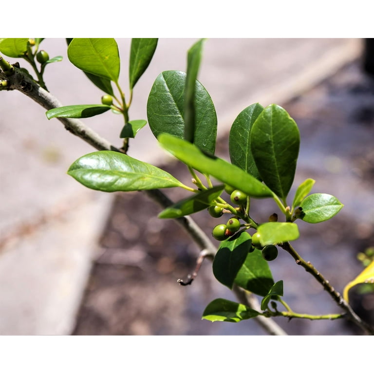 Eagleston Holly Tree 10 Live Plants Ilex X Attenuata Beautiful Red 