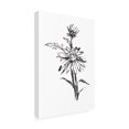 thumbnail image 2 of Chris Paschke 'Line Echinacea I' Canvas Art, 2 of 3