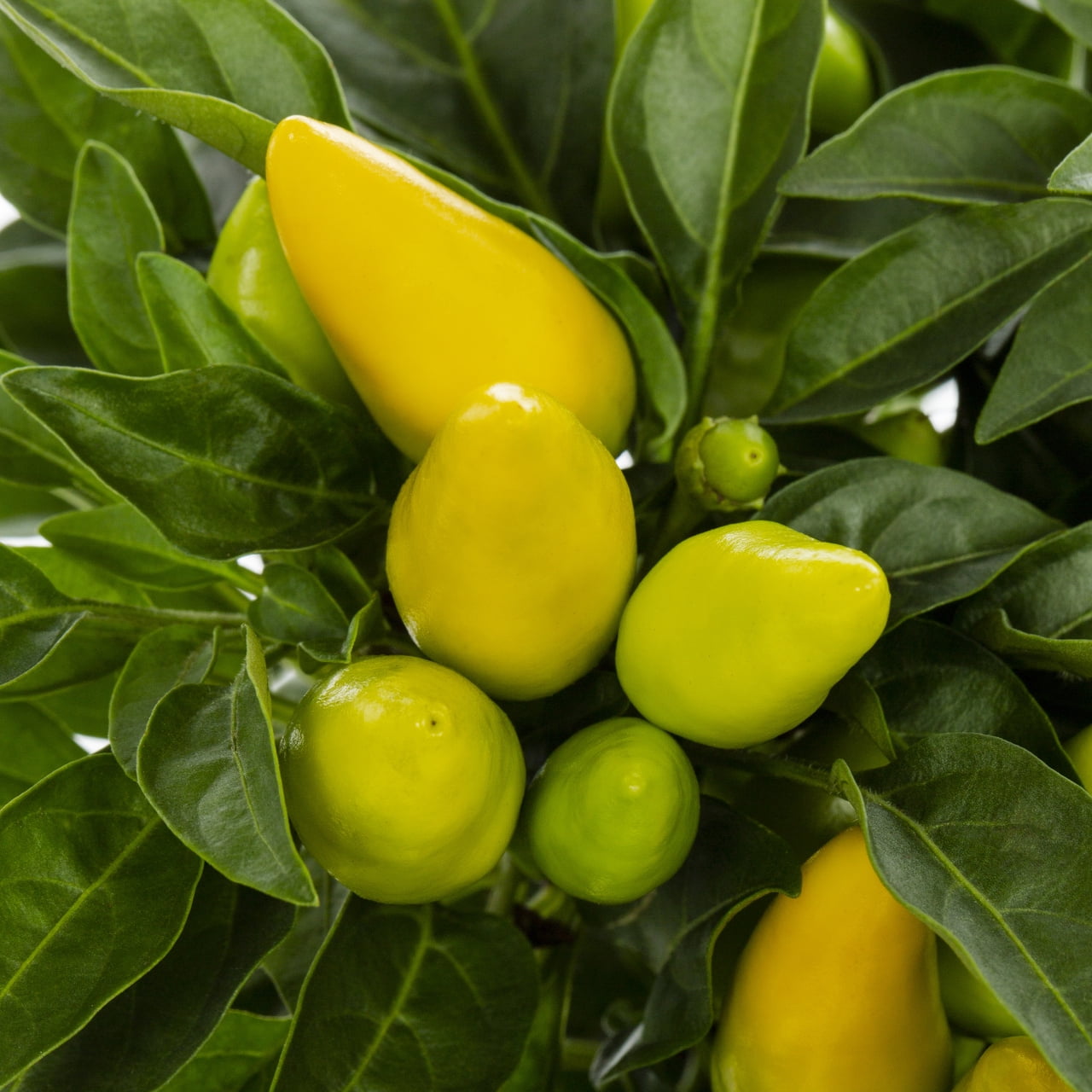 Expert Gardener 1QT Ornamental Yellow Pepper Full Sun Live Plants (5 Pack) with Color Pots