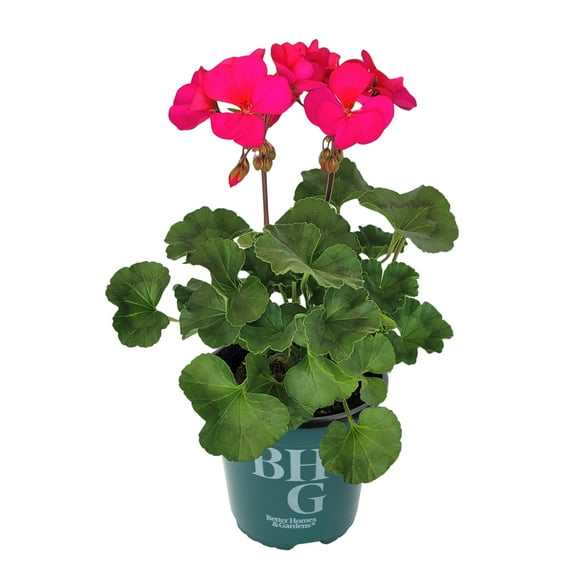 Better Homes & Gardens Violet Geranium, Live Plant, Garden Flowers, 1 Qt Pot, Full Sun