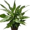 thumbnail image 7 of Variegated Peace Lily, 7 of 7