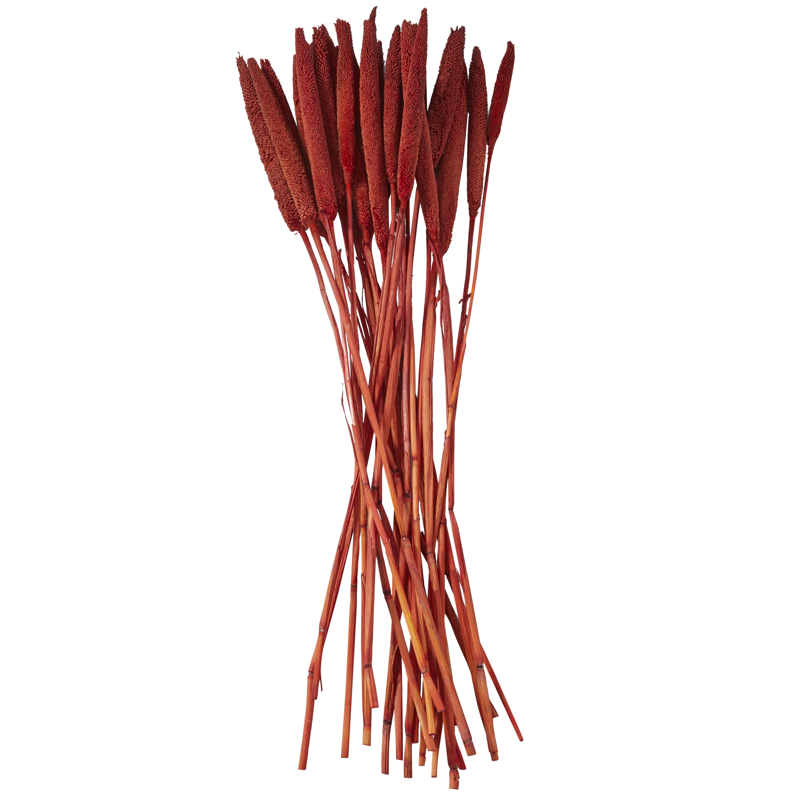 20" Dried Plant Natural Foliage Bunny Tail Bouquet with Long Stems, by DecMode