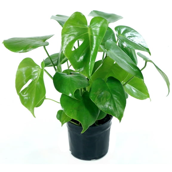 10 in. Monstera Swiss Cheese Live Houseplant with Bright Indirect Sun-1 Piece