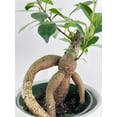 thumbnail image 5 of Ficus Microcarpa 'Moclame' Mini Bonsai Tree - Live Air-Purifying Indoor Plant in Nursery Pot – Easy Care, Low Maintenance Houseplant for Home & Office Decor, Natural Air Cleaner, Best for Beginners, 5 of 7