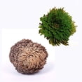 thumbnail image 2 of 1PC Resurrection Plant Air Fern Selaginella Moss Immortalized Grass Dry Leaves, 2 of 5