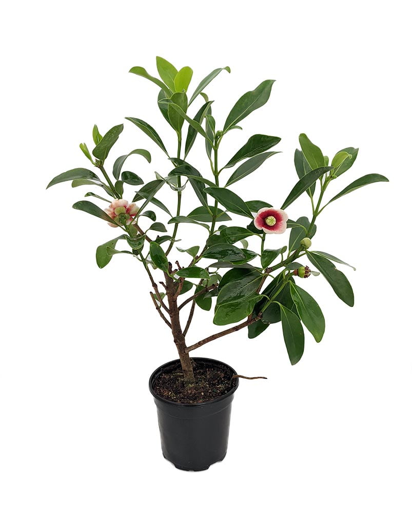 Red Heart Porcelain Flower Clusia lanceolata House Plant 4" Pot