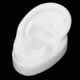 thumbnail image 3 of Modèle d'oreille artificielle en silicone pour prothèses tives (oreille droite), 3 of 4