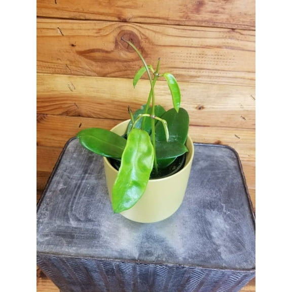 Hoya Treubiana, 4" Plant, The Plant Farm