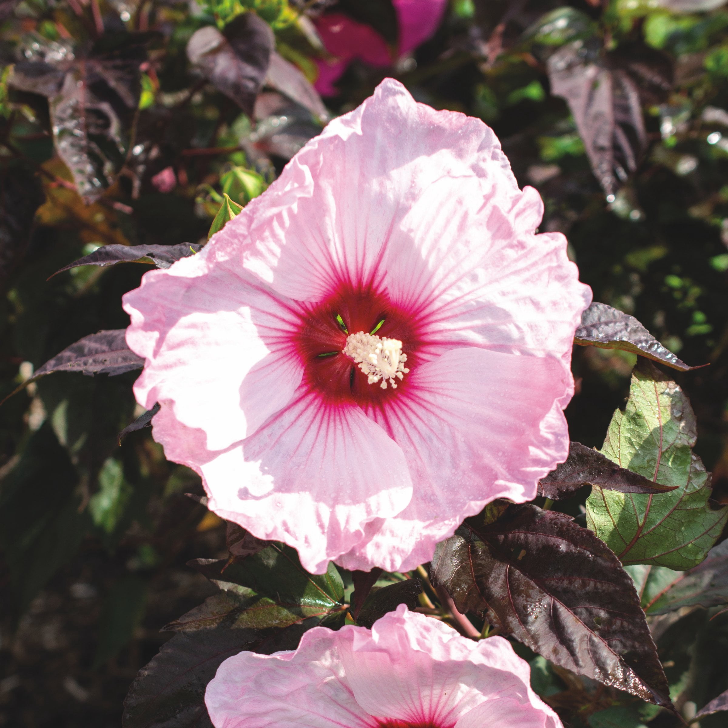 National Plant Network Bare Root Hibiscus Head Over Heels Blush (5-Pack)