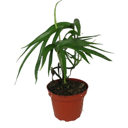 Amydrium Zippelianum - Epipremnopsis magnifica- 4" Pot