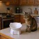thumbnail image 4 of Elevated Cat Food and Water Bowl, Anti-Vomit Slow Feeder, Tilted Design for Neck Support, Whisker Relief Pet Feeding Dish, Large Capacity for Dry Wet Food, Easy Clean Durable Plastic Bowl for Cats, 4 of 7