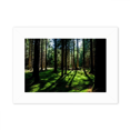 thumbnail image 1 of Science Nature Scenery Forestry Green Photo Mount Frame Picture Art Painting Desktop 5x7 inch, 1 of 3