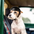 thumbnail image 5 of Conjunto de casco y gafas para perros, casco para mascotas, gafas de sol, sombrero de seguridad ajustable para perros en motocicleta (L), 5 of 5