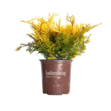 Southern Living Night Light Chamaecyparis 'False-Cypress' Live Shrub in 2-Gallon Grower Pot