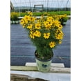 thumbnail image 2 of Threadleaf Tickseed, 2 of 5