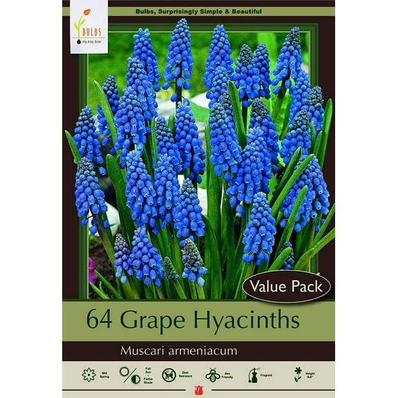Blue Grape Hyacinth 64 Bulbs - Muscari armeniacum - 8/9 cm Bulbs