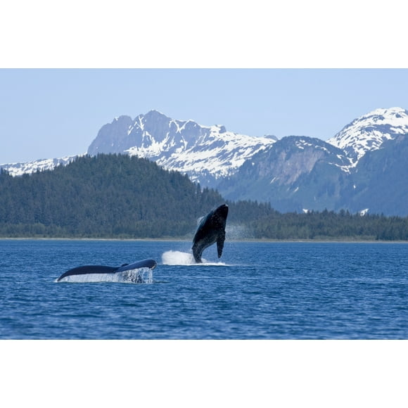 A Humpback Whale Calf Breaches As Its Mother Swims At The Surface Nearby, Dundas Bay, Glacier Bay National Park, Inside Passage, Alaska. Poster Print (36 x 24)