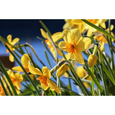 Daffodil Bulb - Orange and yellow daffodils in bloom in Kodiak Alaska seaside garden PosterPrint