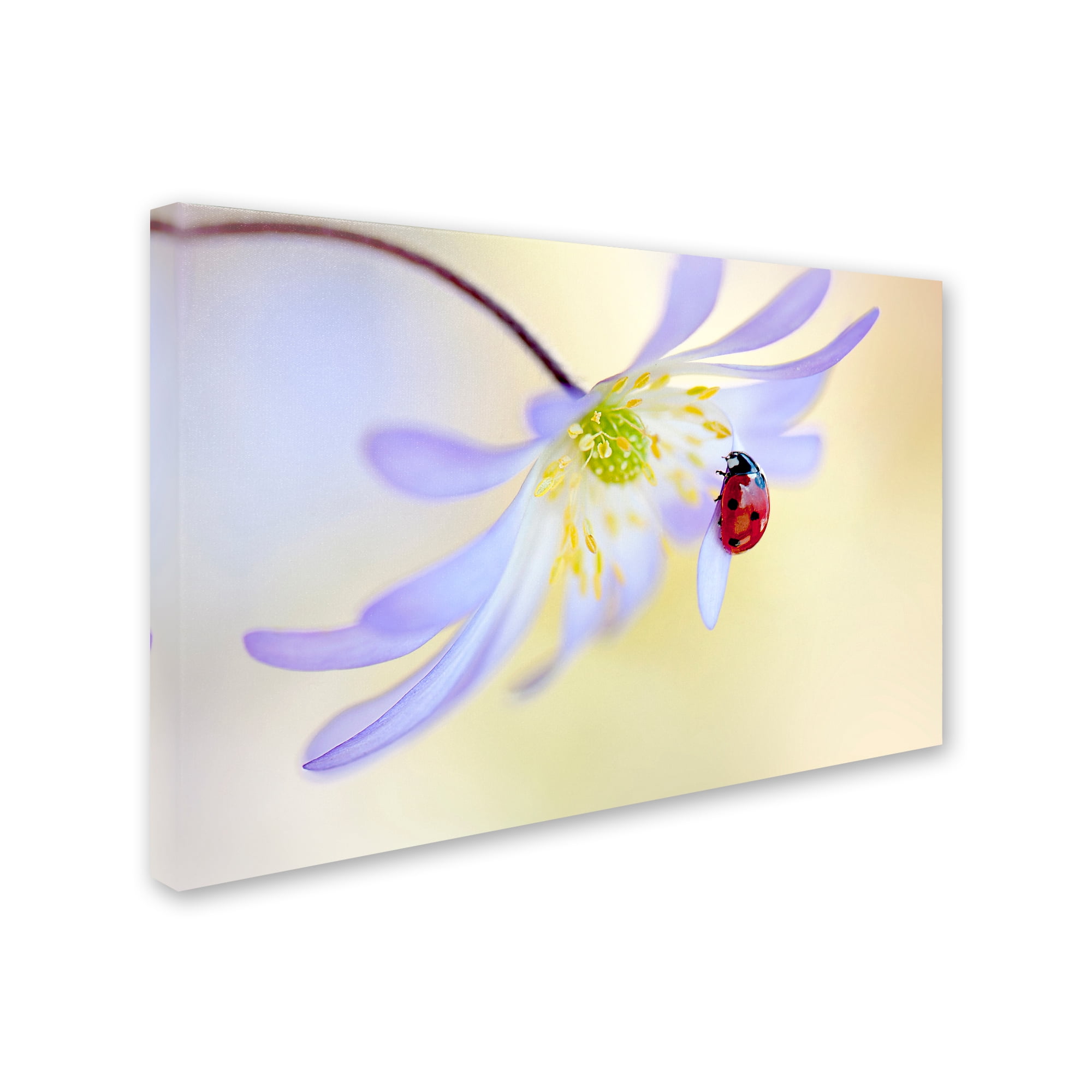 Trademark Fine Art 'Anemone Lady' Canvas Art by Jacky Parker