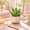 Mini Aloe, variant on Succulent Plant Bare Root,Low Maintenance-Decoration, Ideal for Beds Borders, Plant Pots & Planters`