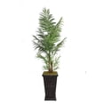 thumbnail image 2 of Vintage Home by Vintage Home 95-in Tall Areca Palm Tree in 16-in Fiberstone Planter 36L 36W 95H, 2 of 2