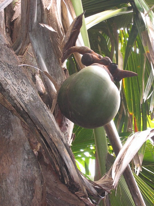 Coconut Tree Seychelles Island Coconut Coco De Mer-12 Inch By 18 Inch ...