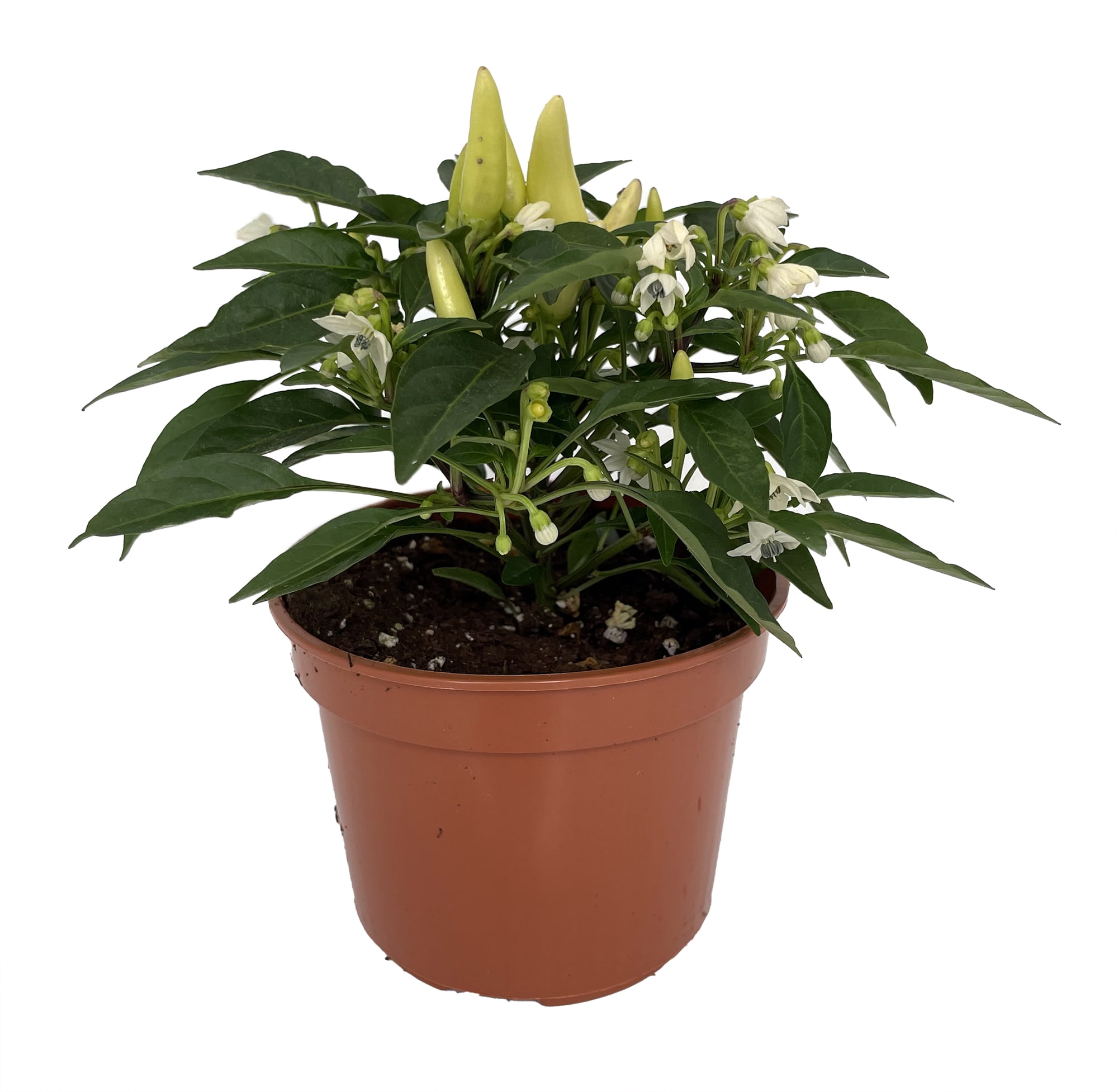 Concertina Mix Ornamental/Edible Pepper Plant 4" Pot