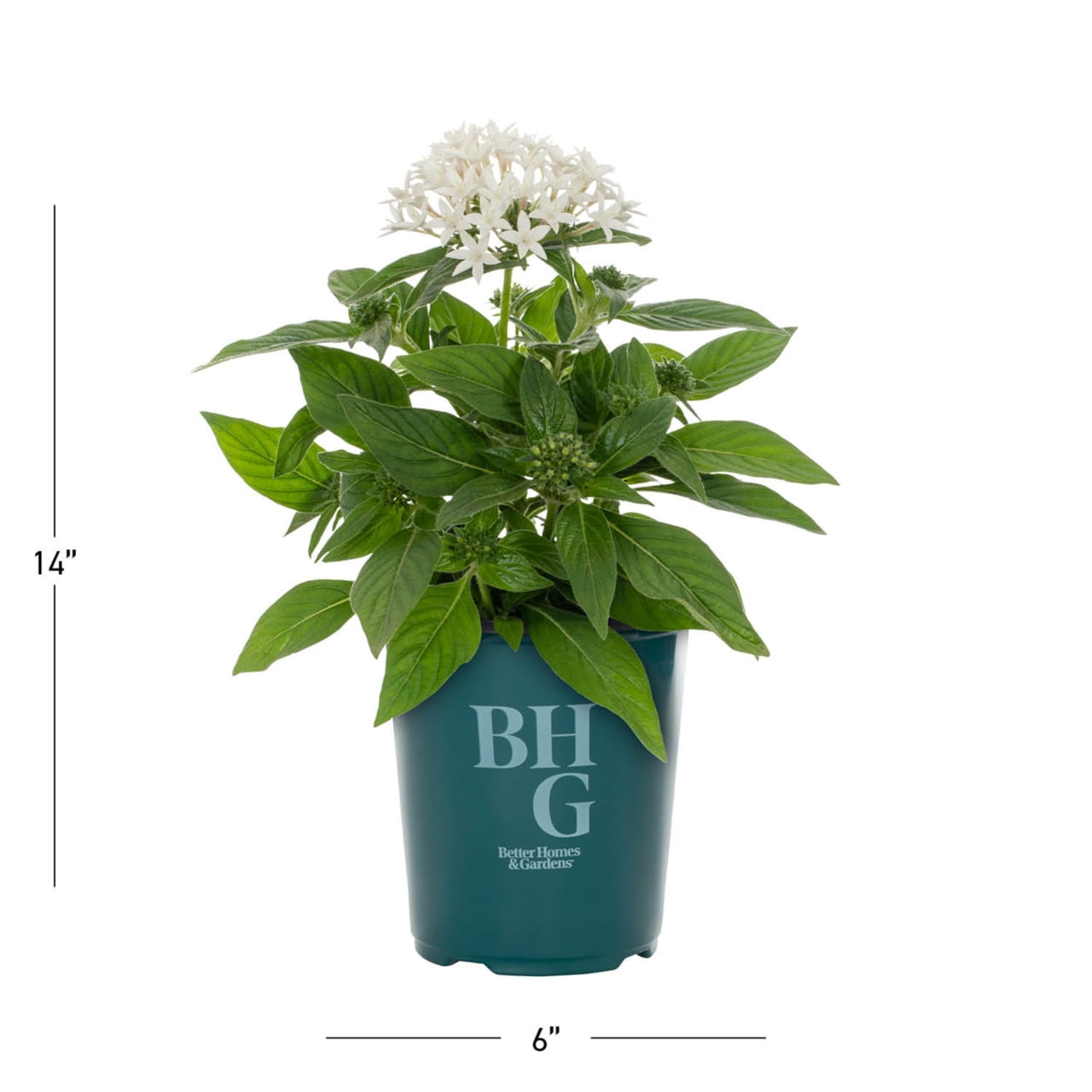 Better Homes & Gardens 1.5PT White Pentas Live Annual Plant Sun 5-Pack