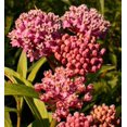 thumbnail image 1 of 75 Graines de Fleurs d'Asclépiade Rouge des Marais Asclepias Incarnata, 1 of 3