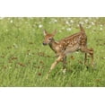 thumbnail image 2 of Kaveney, Wendy 18x13 White Modern Wood Framed Museum Art Print Titled - Minnesota White-tailed deer fawn in meadow, 2 of 4