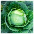 thumbnail image 3 of Everwilde Farms - 500 Danish Ballhead Cabbage Seeds - Gold Vault Jumbo Bulk Seed Packet, 3 of 5