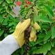 thumbnail image 4 of Guantes de jardinería WEIHJMXG de cuero para trabajo y soldadura (m), 4 of 5