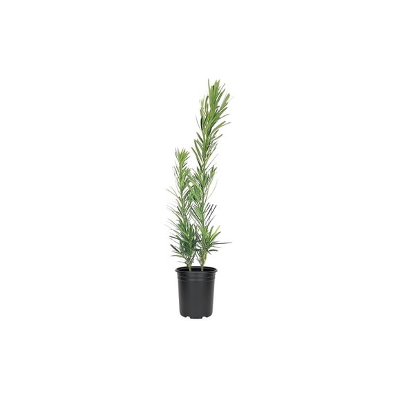 Podocarpus Macrophyllus Dwarf Pringles - 1 Live 4 Inch Pot - Dense Evergreen Low Hedge Plants