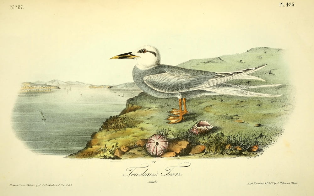 Birds Of America 18