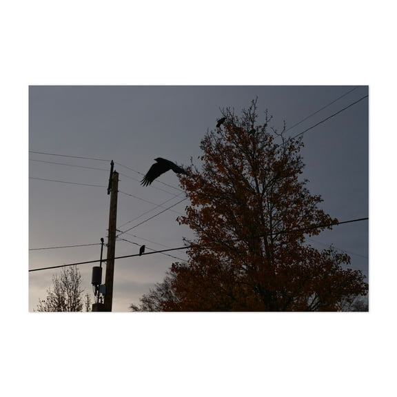 Pecking Order - Photography Silhouette Autumn Bird Moody Woodland Wildlife Gothic Unframed Wall Art Print 4 x 6 inches