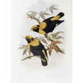 thumbnail image 2 of Glover, John 12x14 White Modern Wood Framed Museum Art Print Titled - Robertsons Starling, 2 of 4