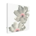 thumbnail image 4 of Trademark Fine Art 'Gray Blush Cosmos II on White' Canvas Art by Chris Paschke, 4 of 4