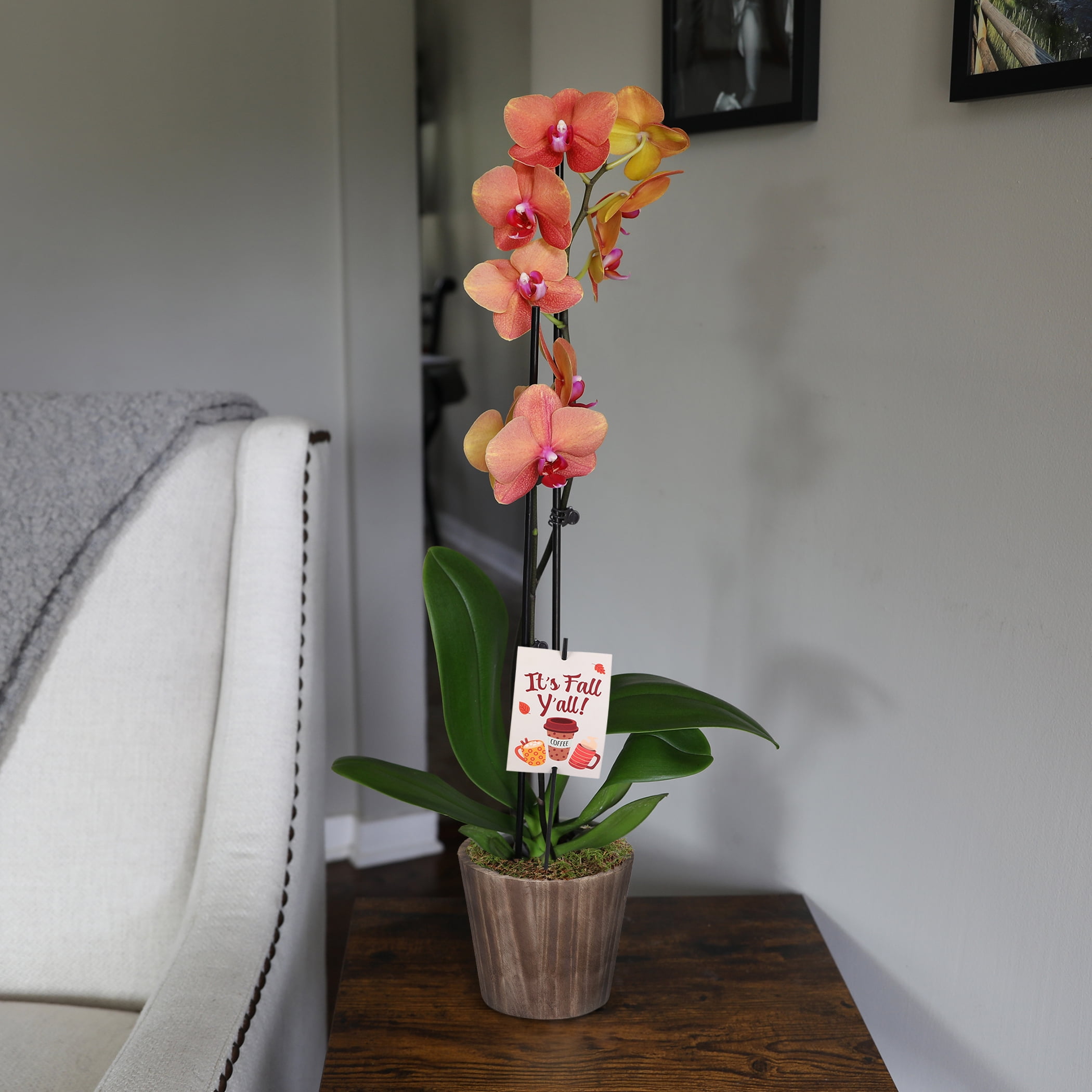 5" Salmon Orchid in Wilson Brown Planter – It’s Fall Y’all