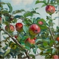 thumbnail image 2 of Ambroży Sabatowski 15x15 Gold Ornate Wood Frame and Double Matted Museum Art Print Titled - Apples (1917), 2 of 4