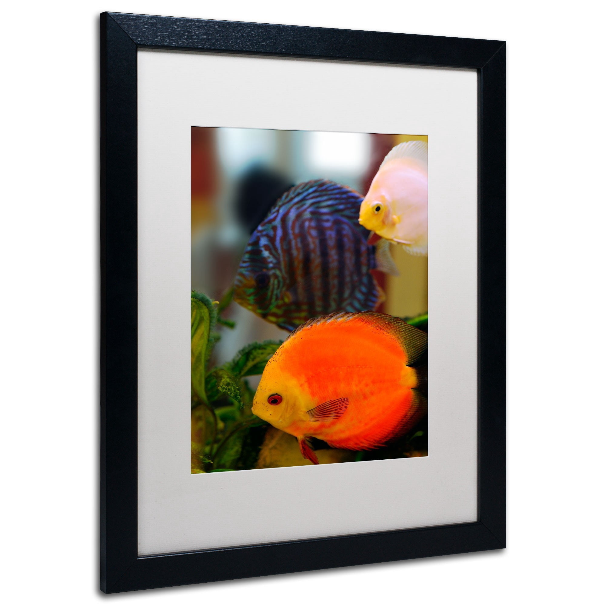 Trademark Fine Art "Multi-colored Discus" Canvas Art by Kurt Shaffer, White Matte, Black Frame