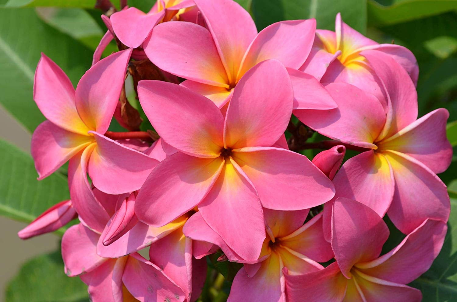 Pink Live Plumeria Plant Cuttings 4 Pk (Each 8"12" Long) Full Sun