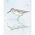 thumbnail image 2 of Parker, Jennifer Paxton 15x18 Black Ornate Wood Framed with Double Matting Museum Art Print Titled - Sandpiper Reflections II, 2 of 4