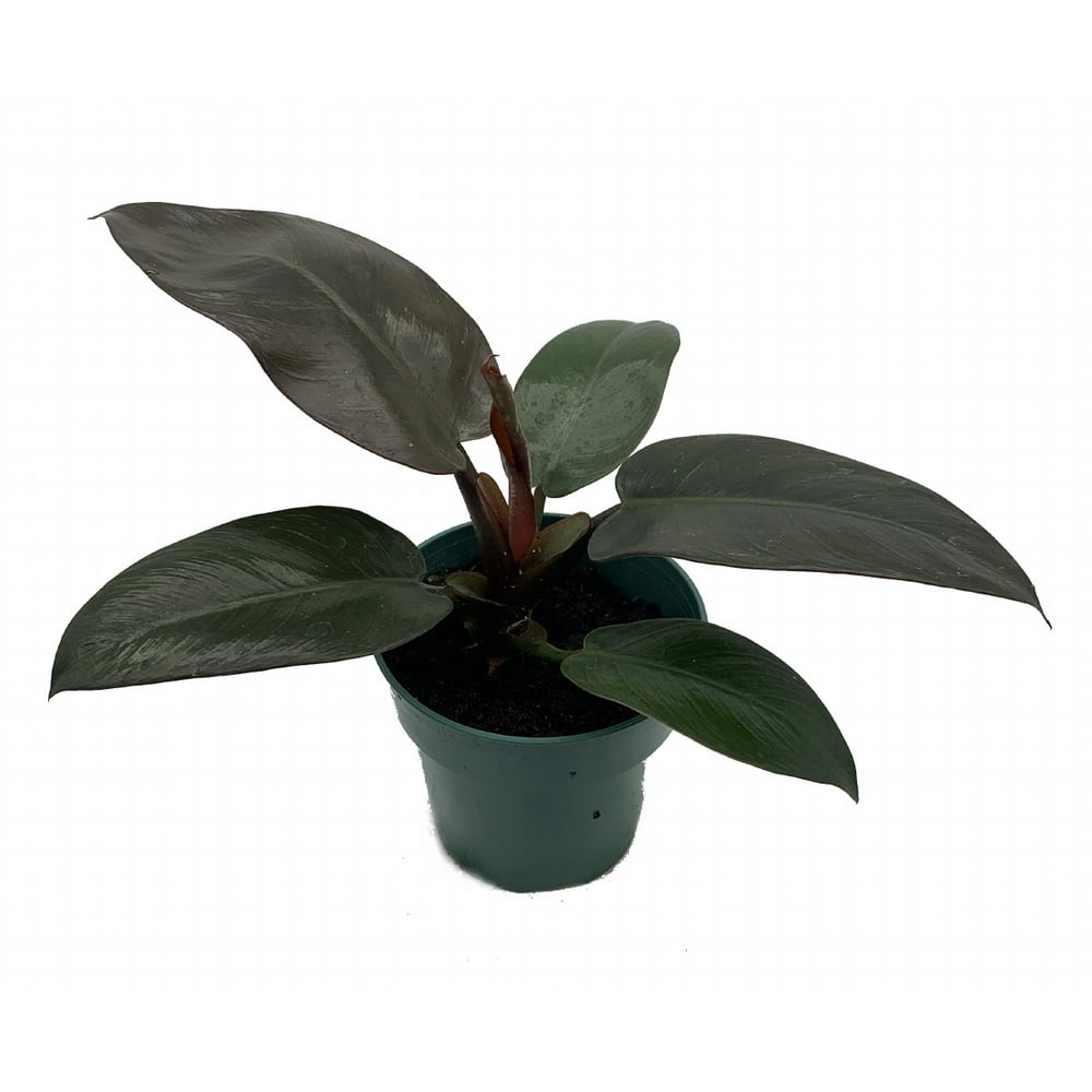 Rare Black Cardinal Philodendron 4" Pot Easy Grow House Plant