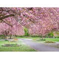 thumbnail image 3 of Frank, Assaf 14x12 Black Modern Framed Museum Art Print Titled - Blossom in the park, 3 of 5