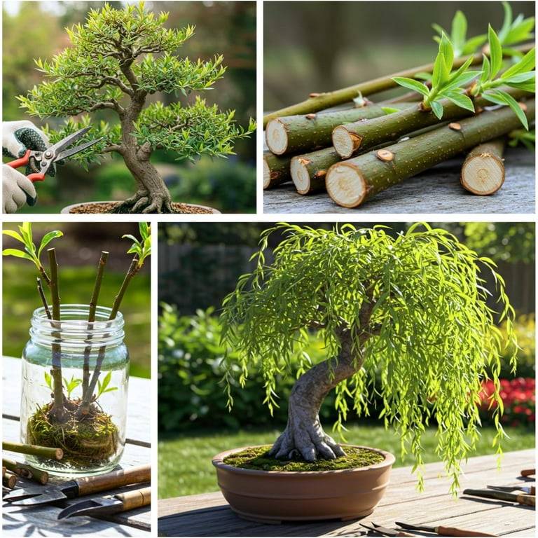 bonsai pieper Shimpaku Juniper