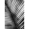 thumbnail image 3 of Van Swearingen, Debra 13x18 Black Modern Framed Museum Art Print Titled - Palm Frond I, 3 of 5