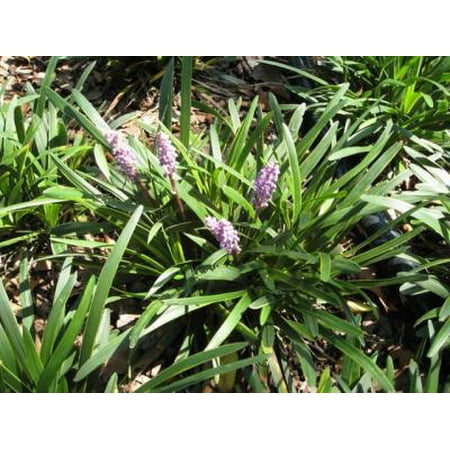 Classy Groundcovers - Lily Turf 'Silver Midget' Lilyturf, Border Grass, Monkey Grass {25 Bare Root