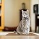 thumbnail image 5 of Alfombrilla rascadora para gatos Alfombrillas grandes de sisal natural Antideslizante Alfombrilla rascadora para gatos Alfombrilla para gatos para alfombras y sofás Duradera y no daña al gato, 5 of 6