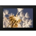thumbnail image 2 of Schwartz, Don 24x17 Black Modern Framed Museum Art Print Titled - andelion Explosion, 2 of 5